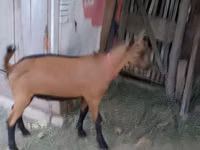 Billy Goat, Goats — photo 4