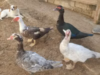 Ducks — photo 5