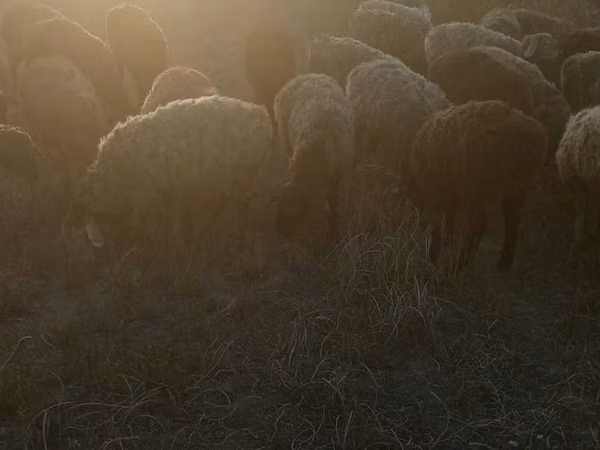 Ovejas (lote, sexo no especificado), Ovejas