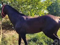 اسب (گروه، جنسیت مشخص نشده), Hanoverian — عکس 3
