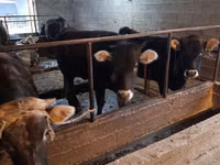 Ko, Swiss cattle — foto 4