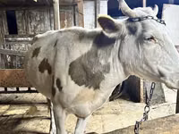 Vaca, Raza Alatau — foto 2