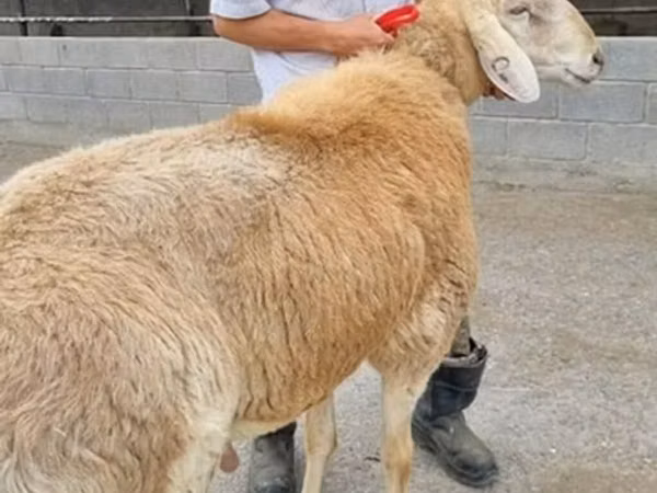 قوچ, Arashan sheep — قرقیزستان