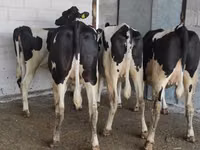 Cow, Holstein breed — photo 4