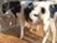 소(암수 미지정, 묶음), Russian Black pied cattle — 사진 3