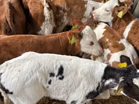 Tyre, Simmental cattle — foto 3