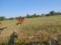 Horse (M), Akhal-Teke — photo 3