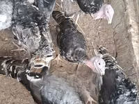 Turkeys — foto 4