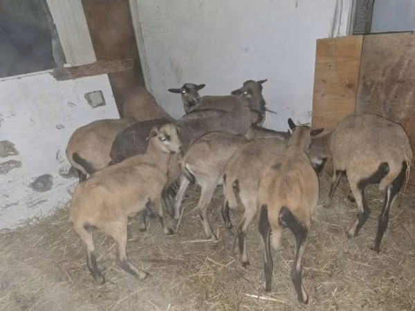 قوچ, Cameroon sheep