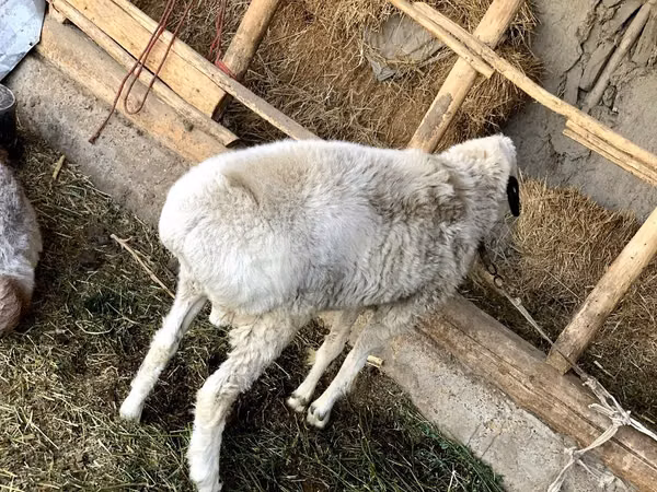 Ram, Hissar sheep — Uzbekistan