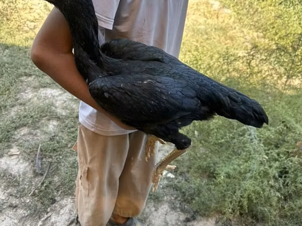 Chickens — Kyrgyzstan