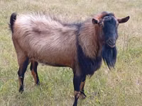 Billy Goat, Alpine goat — photo 4