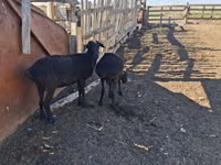 የጎትት አውራ በግ, Edilbay sheep — ፎቶ 3