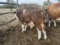 公牛, Simmental cattle — 照片 5