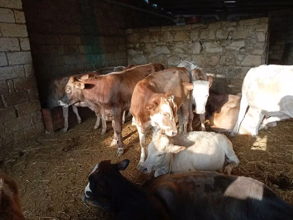 Bull, Cattle — Azerbaijan