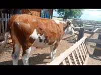ძროხა, Simmental cattle — ფოტო 4