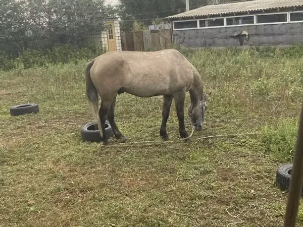 Horse (M), Horses — Kazakhstan