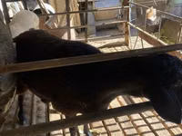Biri-biri betina, Sheep — foto 4