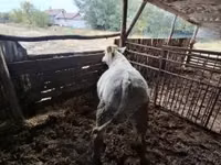 Kambing jantan, Sheep — foto 4