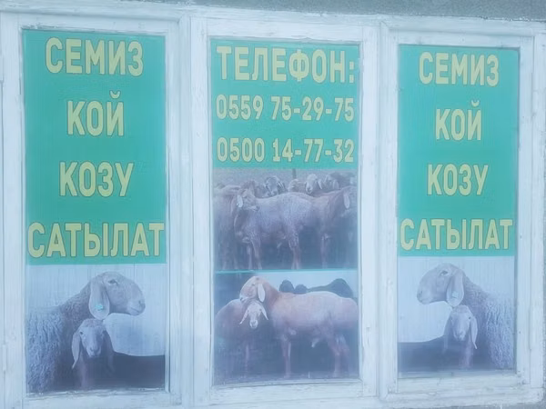 Sheep, Sheep — Kyrgyzstan