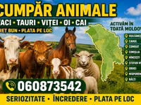 公牛, Cattle — 照片 3