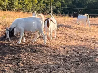 ወንድ ፍየል, Boer goat — ፎቶ 3