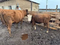 Vacă, Latvian Blue cattle — foto 7