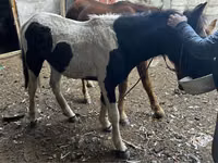 Kuda betina, Horses — foto 2