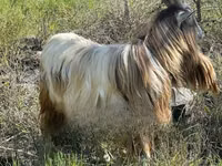 Бузғола, Toggenburg goat — акс 1