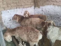 Vædder, Rhon sheep — foto 6