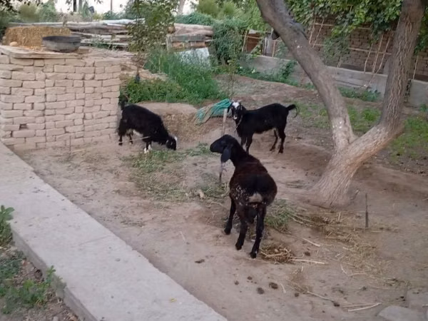 Goat, Goats — Uzbekistan