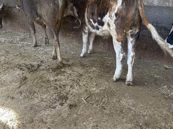 Bull, Simmental cattle — Kyrgyzstan