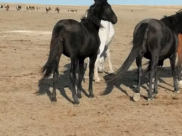 Jument, Chevaux