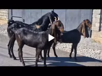 แพะตัวเมีย, Kamori goats — รูปภาพ 2