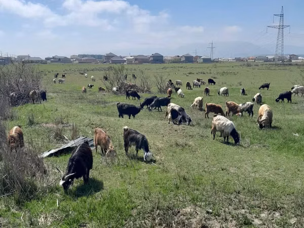 Pecore (lotto, sesso non specificato), Pecore — Azerbaigian