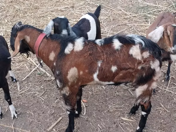 Billy Goat, Nubian Goat — Moldova