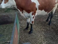 Sapi, Simmental cattle — foto 1
