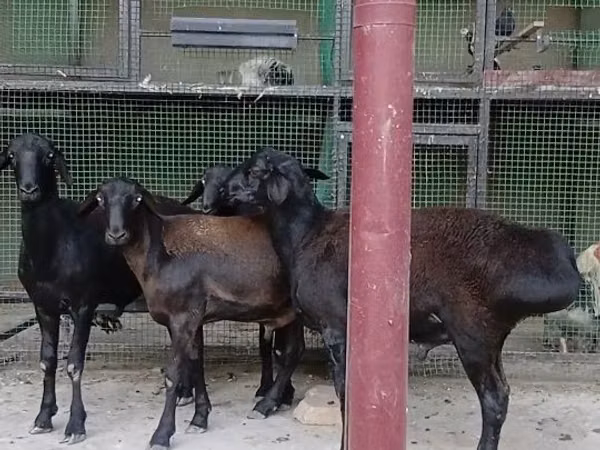 Sheep, Hissar sheep — Uzbekistan