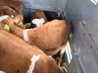 公牛, Simmental cattle — 照片 2