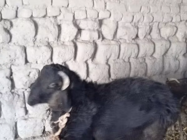 Ram, Sheep — Uzbekistan