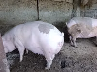 Scroafă, Porci — foto 1