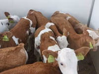 황소, Simmental cattle — 사진 4
