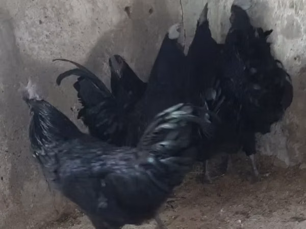 爪哇黑鸡