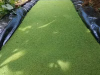Azolla Seeds 1kg — φωτογραφία 2