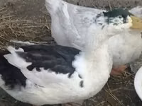 Ducks — foto 2