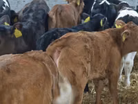 Cattle (batch, sex not specified), Aberdeen-Angus — photo 2