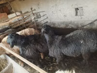 Խոյ, Ոչխարներ — լուսանկար 7