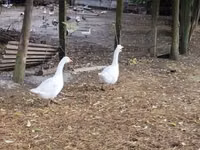 Geese — foto 3