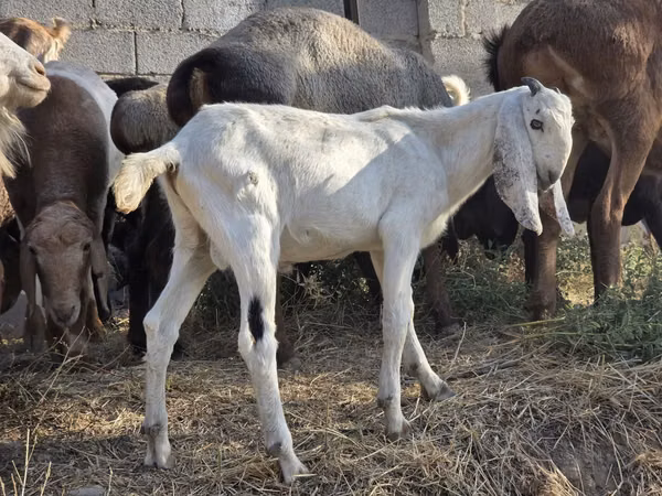 بز نر, Beetal goats — قزاقستان