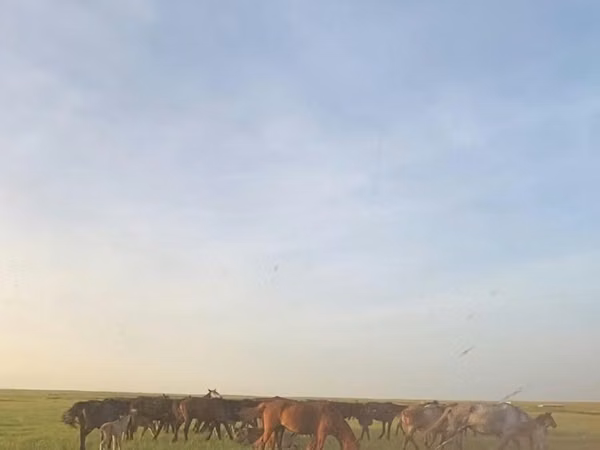 Mare, Horses — Kazakhstan
